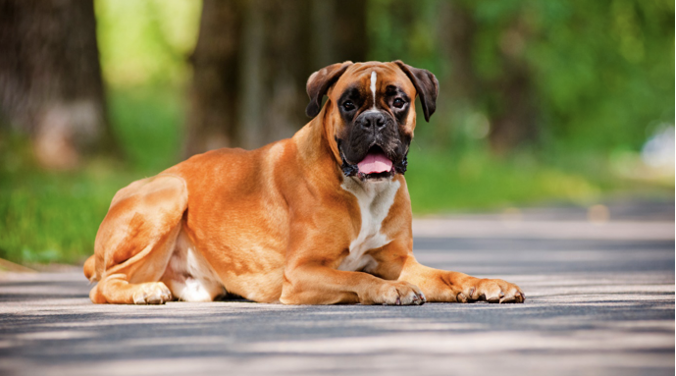 Boxer Dog – Knowing the Basics Before You Adopt One