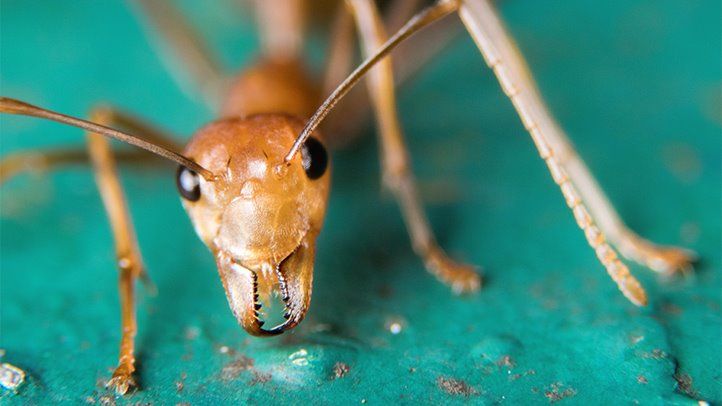 Everything You Need to Know About Ant Bites