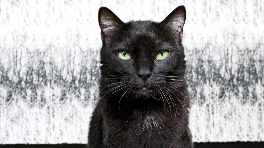 Best Black Cat Names